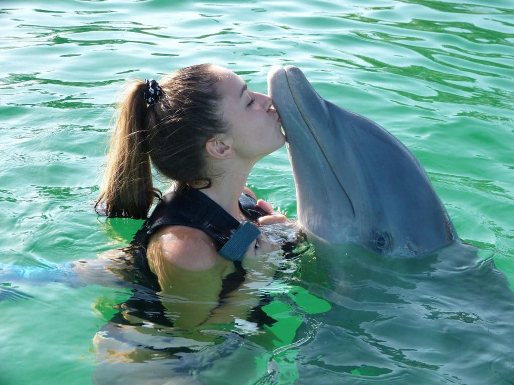 Swim With Dolphins In Key Largo