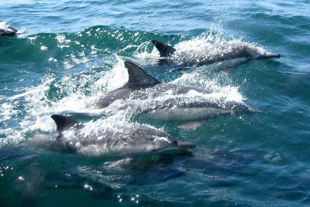 Swim With Dolphins Key West, Florida