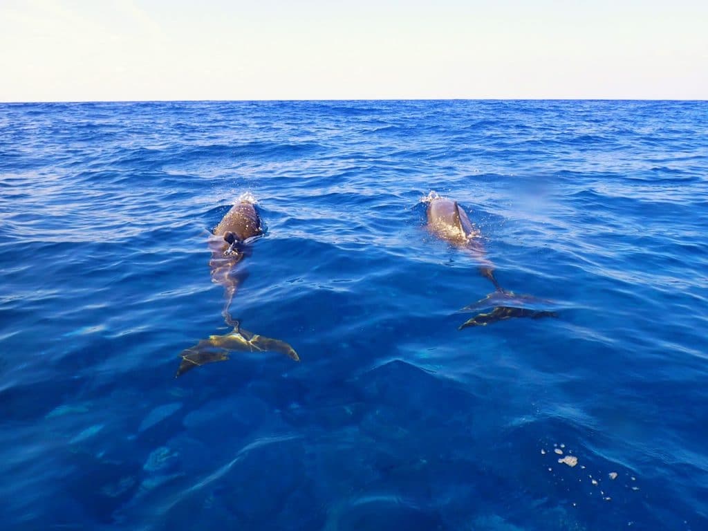 Swim With Dolphins Near Stock Island, Florida
