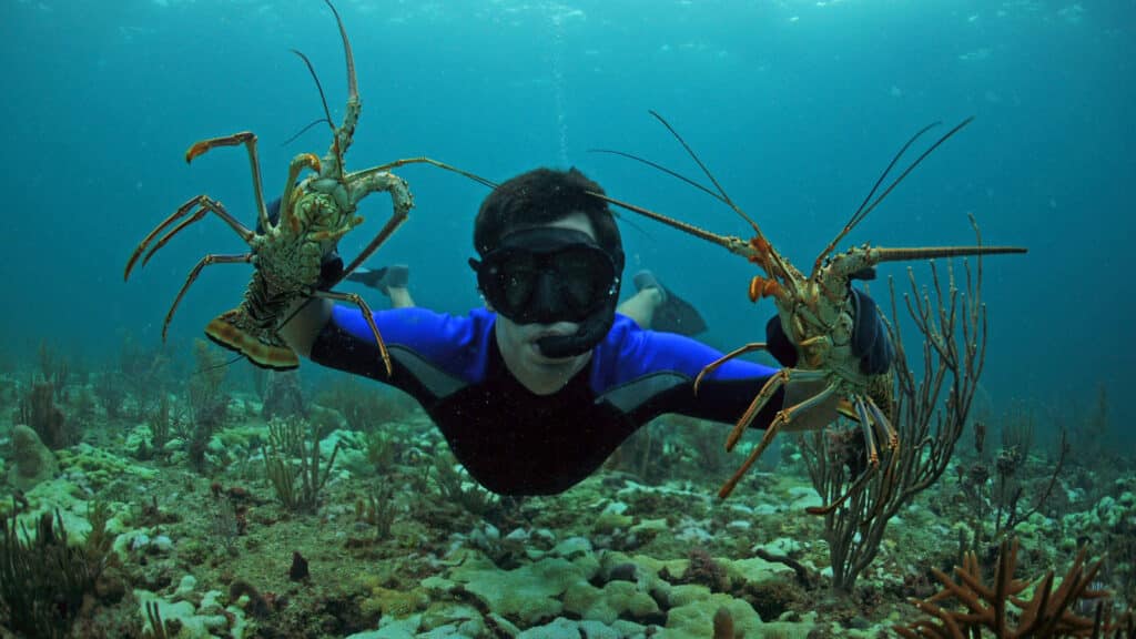 Lobster Diving In Key West During Lobsterfest