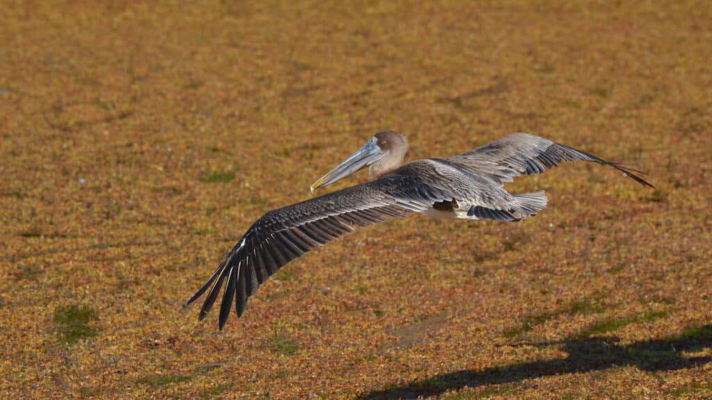 A Brown Pelican Flies Across An Expanse Of Sargassum Seaweed