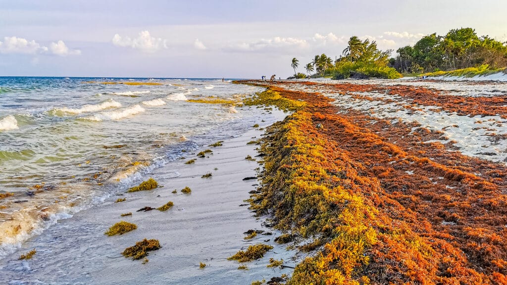 Things To Know About Key West Seaweed And How To Avoid It