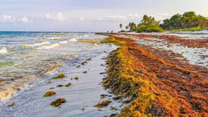 Key West Seaweed