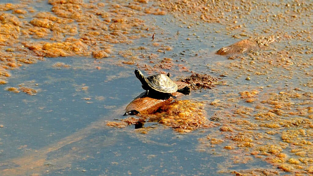 Turtle And Sargassum Seaweed On The Caribbean Sea