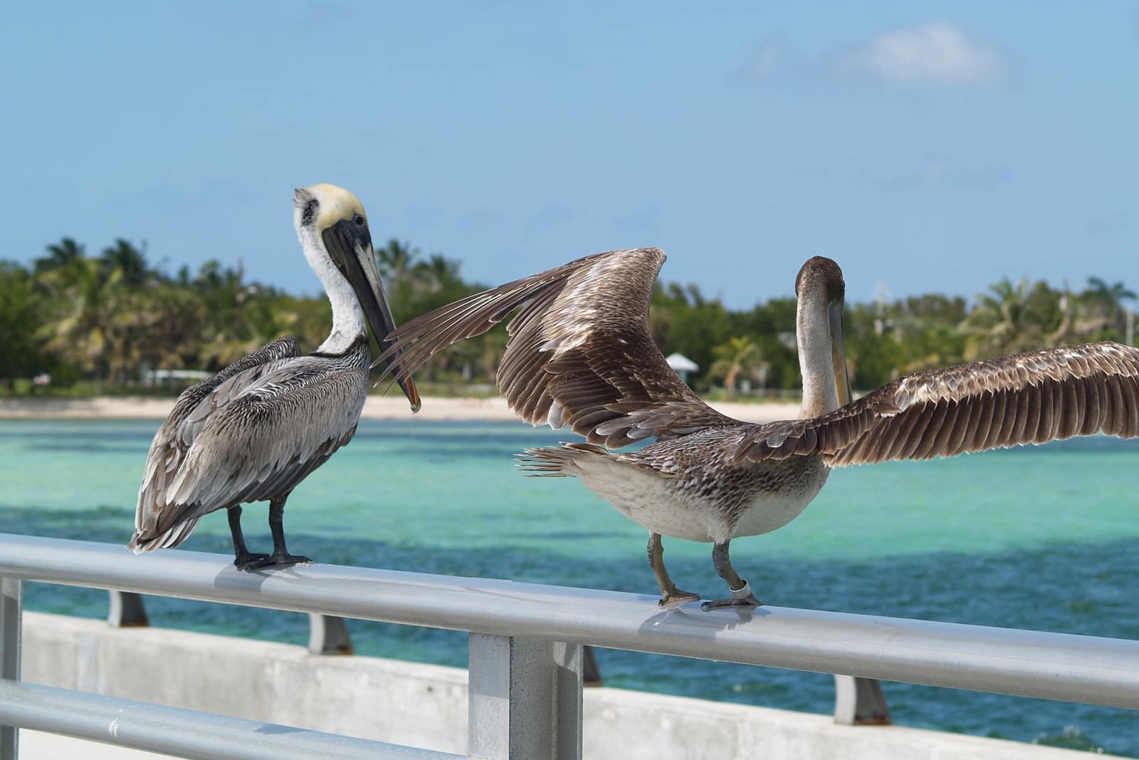 Brown Pelicans In Key West
