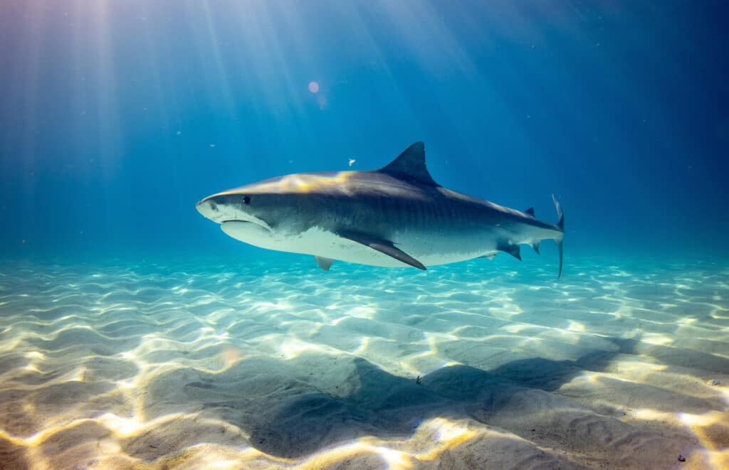 Key West Sharks
