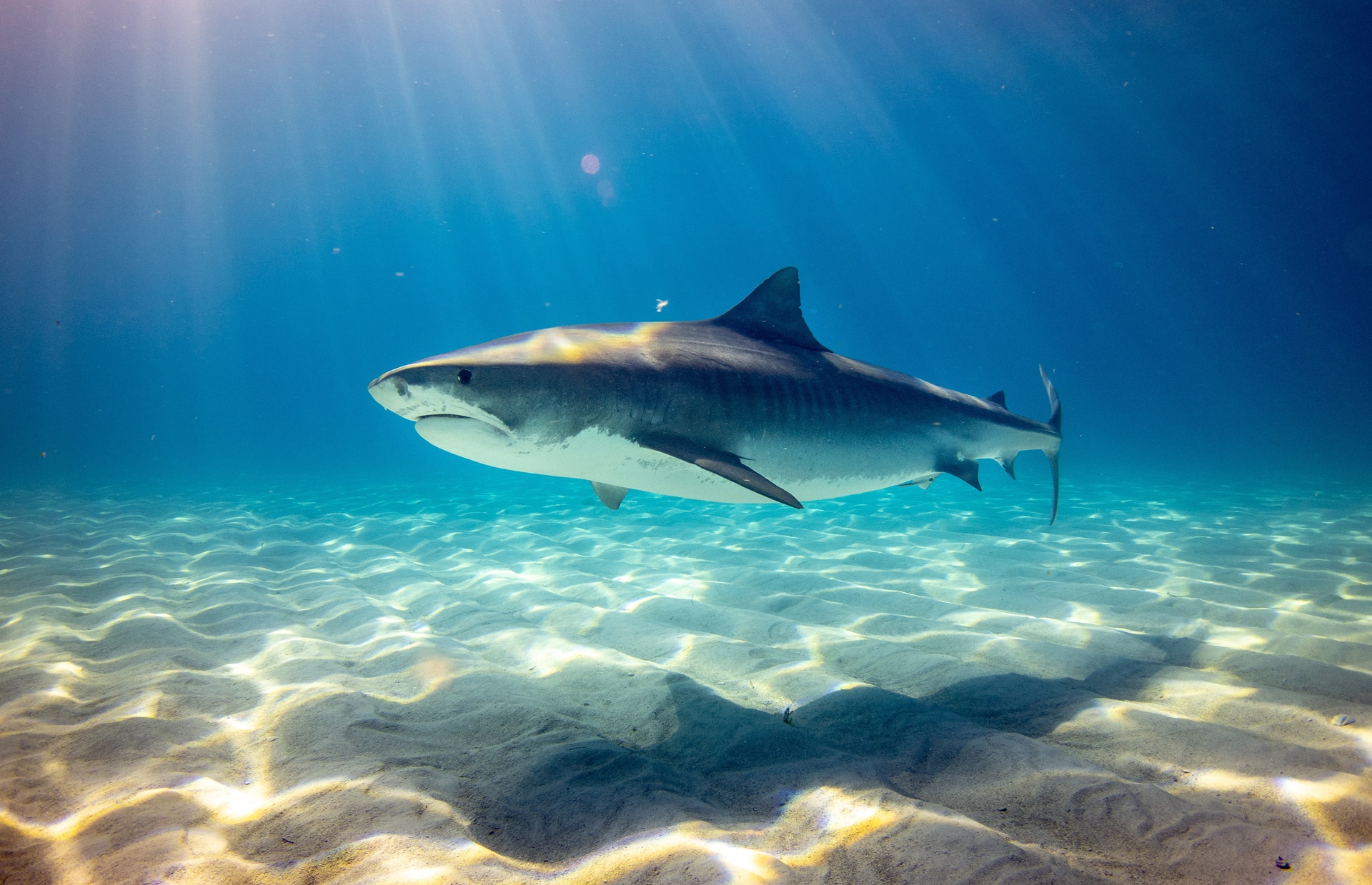 Swim with sharks, dolphins at this Florida resort 