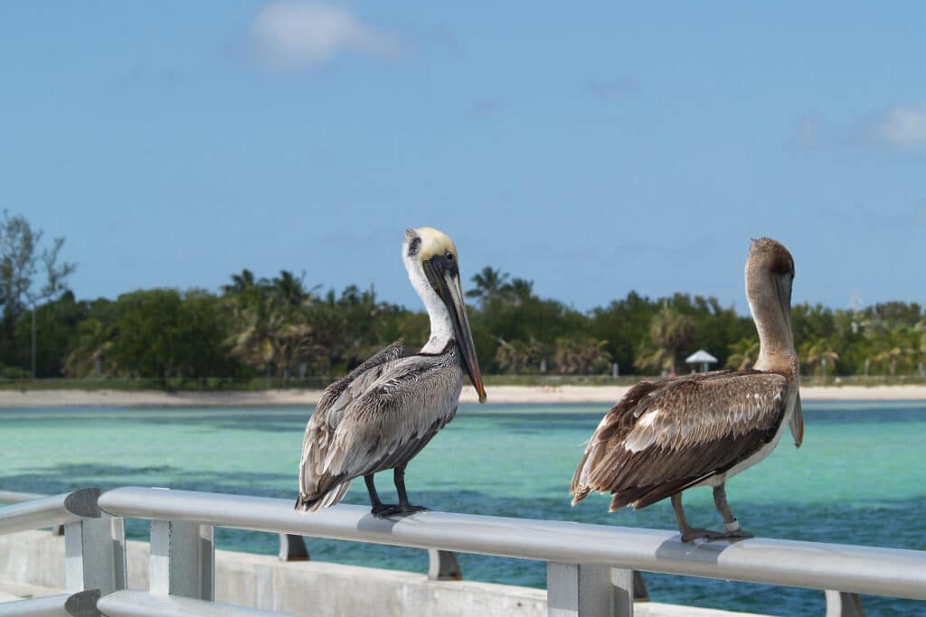 Pelicans On The Florida Keys Islands Near Key Largo