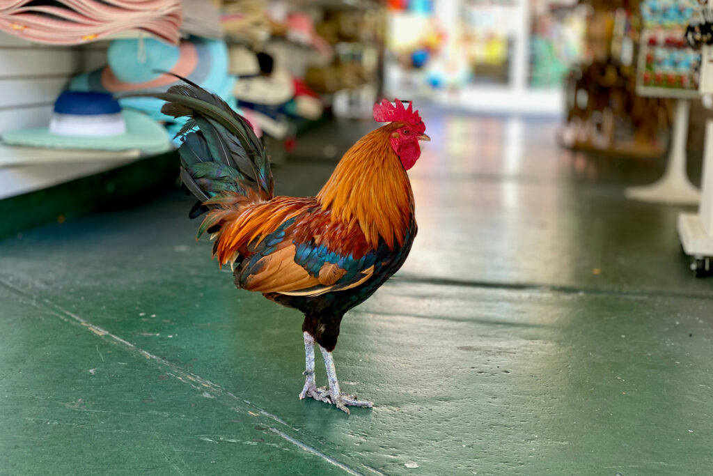 Roosters Wandering The Streets Of Key West